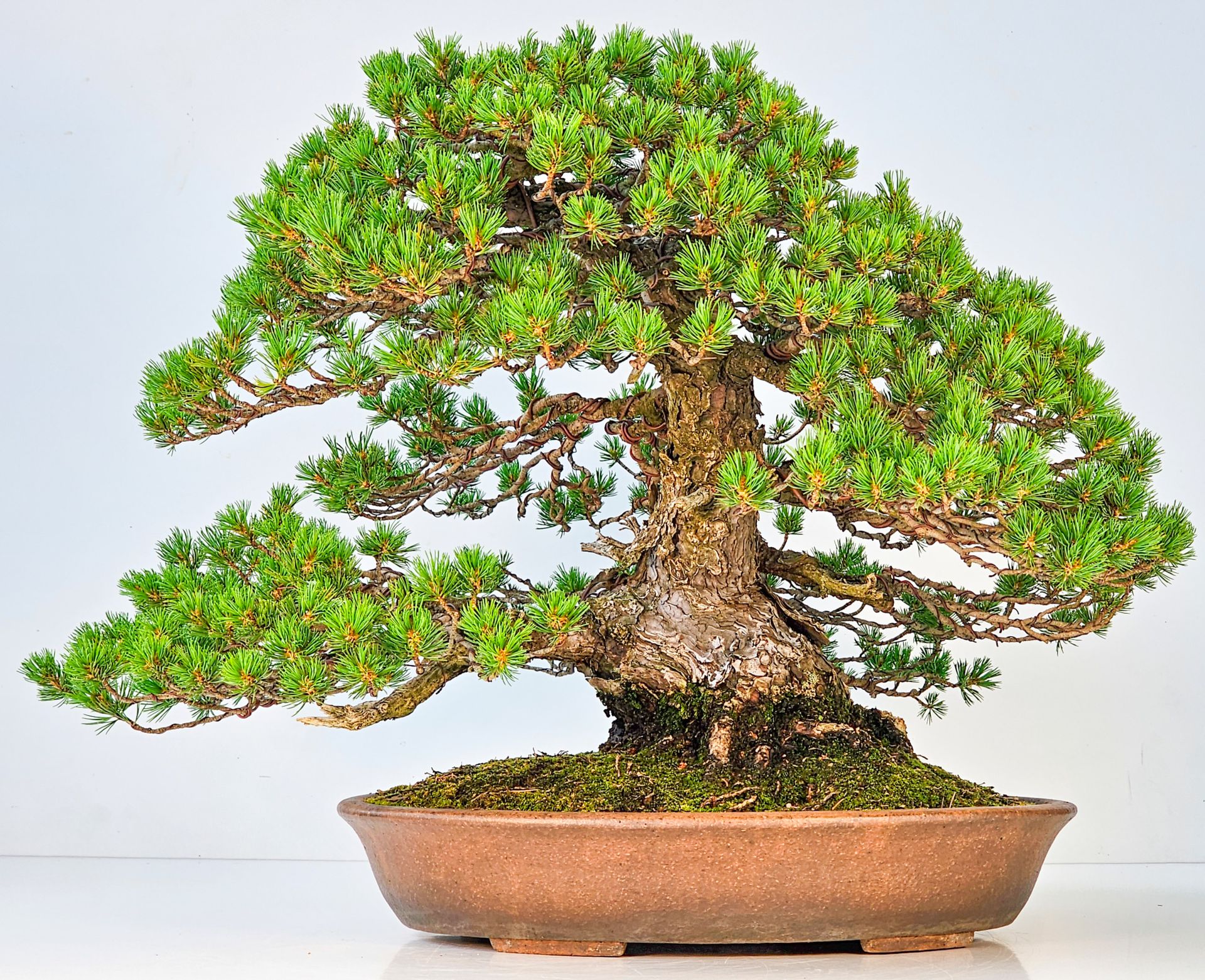 Bonsai Kaufen In Der Nähe